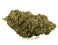 szczegolowy widok kwiatu cbd white widow z wysoka zawartoscia trichomow i naturalna tekstura