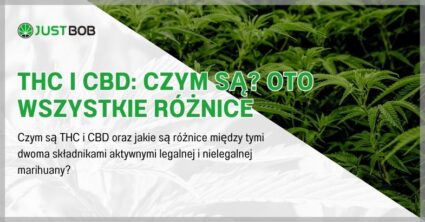 THC i CBD: czym są?