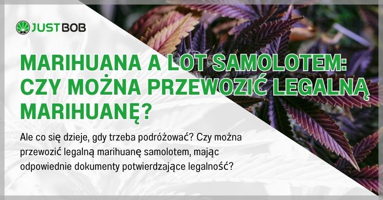 Marihuana a lot samolotem: czy można przewozić legalną marihuanę?