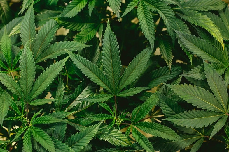 Jak działa marijuana terapeutyczna na organizm ludzki